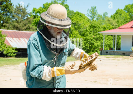 Imker Inspektion Frames von einem Langstroth Bienenstock, wie er für Königin, Arbeiter, Drohnen und aktive Brut überprüft. Stockfoto