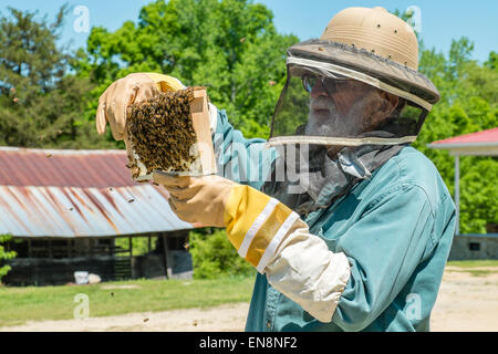 Imker Inspektion Frames von einem Langstroth Bienenstock, wie er für Königin, Arbeiter, Drohnen und aktive Brut überprüft. Stockfoto