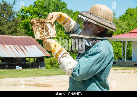 Imker Inspektion Frames von einem Langstroth Bienenstock, wie er für Königin, Arbeiter, Drohnen und aktive Brut überprüft. Stockfoto