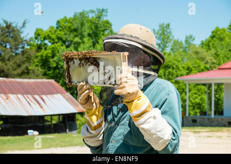 Imker Inspektion Frames auf ein Langstroth Honigbiene Bienenstock auf einer Farm im ländlichen South Carolina.