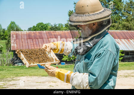 Imker Inspektion Frames auf ein Langstroth Honigbiene Bienenstock auf einer Farm im ländlichen South Carolina.