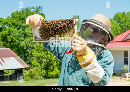 Imker Inspektion Frames auf ein Langstroth Honigbiene Bienenstock auf einer Farm im ländlichen South Carolina.