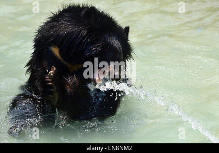 Chengdu, China. 29. April 2015. Eine asiatische Schwarzbären spielt in einem Teich in einem Zoo in Chengdu, Provinz Sichuan, Südwest-China 29. April 2015. Bildnachweis: Panda Auge/Alamy Live-Nachrichten Stockfoto