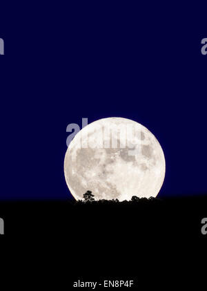 Full Moon rising über Rocky Mountains, Salida, Colorado, USA Stockfoto