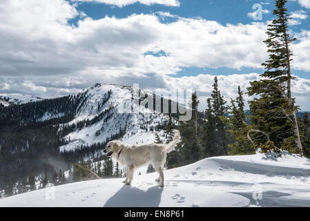 Platin farbige Golden Retriever Hund spielen im Schnee, Monarch Pass, kontinentale Wasserscheide, Colorado, USA Stockfoto