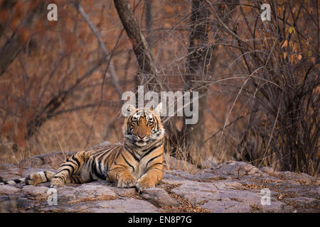 Sub Erwachsene Tiger sitzen auf felsigem Untergrund in Ranthambhore Nationalpark in Indien Stockfoto