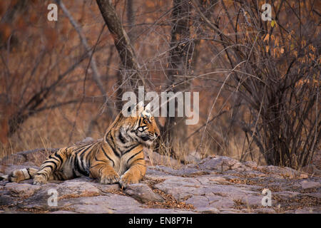 Sub Erwachsene Tiger sitzen auf felsigem Untergrund in Ranthambhore Nationalpark in Indien Stockfoto