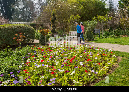 Schönen Frühlingsblumen in voller Blüte. Stockfoto