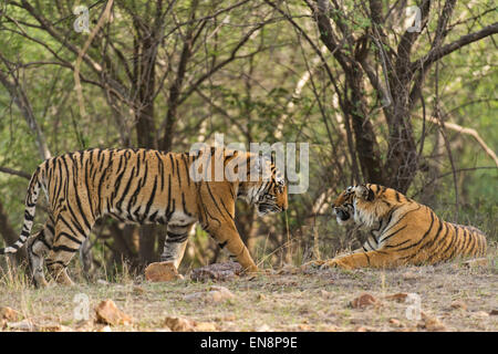 Zwei wilde Sub adult Bengal Tiger Cubs Gruß einander in den Wäldern des Ranthambhore National Park in Indien Stockfoto