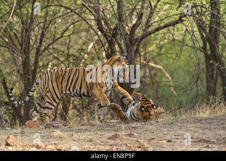 Zwei wilde Sub adult Bengal Tiger Cubs Gruß einander in den Wäldern des Ranthambhore National Park in Indien Stockfoto