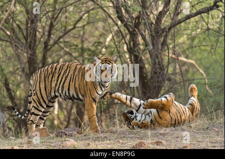 Zwei wilde Sub adult Bengal Tiger Cubs Gruß einander in den Wäldern des Ranthambhore National Park in Indien Stockfoto