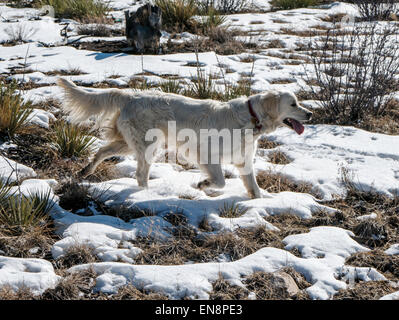 Platin farbige Golden Retriever Hund läuft auf dem Schnee bedeckt Bergweg. Stockfoto