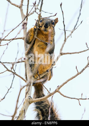 Fuchs-Eichhörnchen (Sciurus Niger) in Aspen Baum, zentralen Colorado, USA Stockfoto