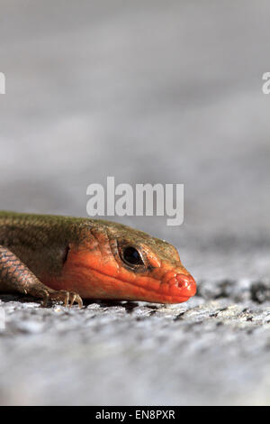 Amerikanische fünf-gezeichnete Skink (Plestiodon Fasciatus), Zucht männlich. Stockfoto