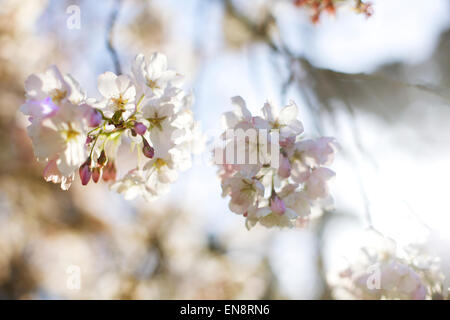 Blickte zu Rosa und weißen Kirschblüten Blumen gegen den Himmel in den Frühling. Stockfoto