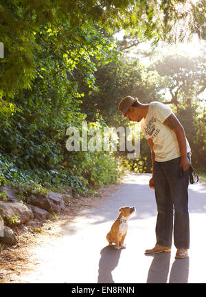 Ein junger Tan farbige Pitbull sitzt auf dem Boden nach oben auf seinem Besitzer auf einem sonnigen Weg im Park. Stockfoto