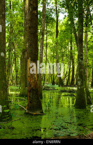 Ein helles Grün Florida Sumpf in der Sonne am Nachmittag. Stockfoto