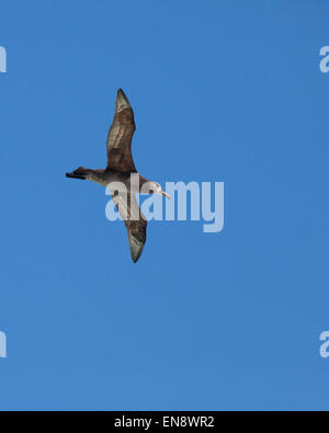 Schwarzfußalbatross, der sich durch den blauen Himmel erhebt (Phoebastria nigripes) Stockfoto