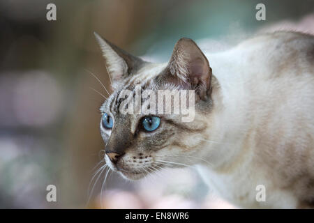 Blauäugige Tabby-Katze, eine Hauskatze, die im Sandos Caracol Eco Resort gerettet wurde und im Freien lebt Stockfoto