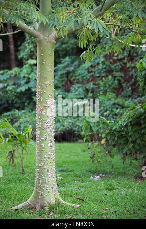 Junger Ceiba-Baumstamm mit Dornen im Sandos Caracol Eco Resort Stockfoto