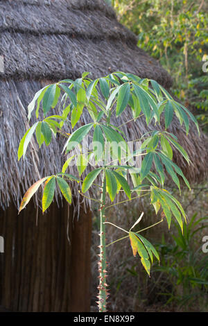 Junger Ceiba-Baumstamm mit Dornen im Sandos Caracol Eco Resort Stockfoto