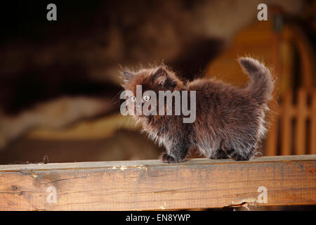 British Longhair Katze, Kätzchen, schwarz, 8 Wochen | Britisch Langhaar, Kaetzchen, Schwarz, 8 Wochen Stockfoto