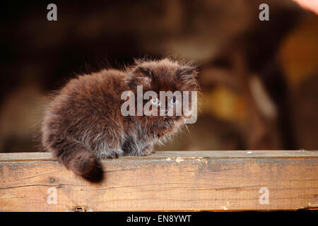 British Longhair Katze, Kätzchen, schwarz, 8 Wochen | Britisch Langhaar, Kaetzchen, Schwarz, 8 Wochen Stockfoto