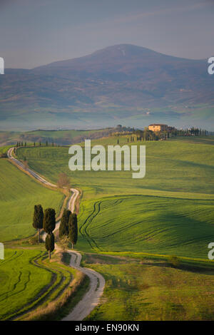 Zypressen und kurvenreiche Straße, Villa in der Nähe von Pienza, Toskana, Italien Stockfoto