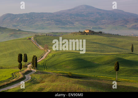 Zypressen und kurvenreiche Straße, Villa in der Nähe von Pienza, Toskana, Italien Stockfoto