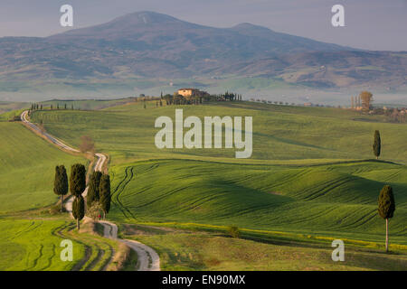 Zypressen und kurvenreiche Straße, Villa in der Nähe von Pienza, Toskana, Italien Stockfoto