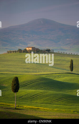 Zypressen und kurvenreiche Straße, Villa in der Nähe von Pienza, Toskana, Italien Stockfoto