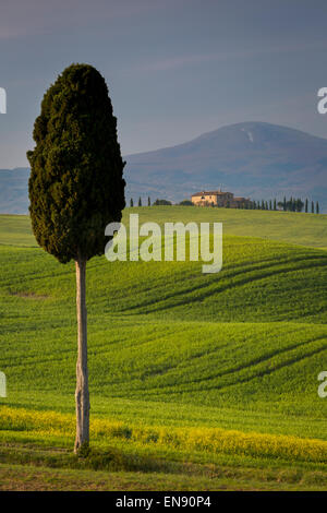 Zypressen und kurvenreiche Straße, Villa in der Nähe von Pienza, Toskana, Italien Stockfoto