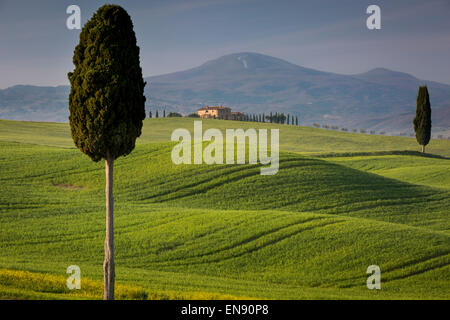 Zypressen und kurvenreiche Straße, Villa in der Nähe von Pienza, Toskana, Italien Stockfoto