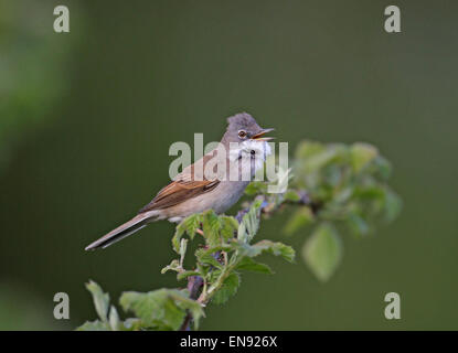 Gemeinsames Whitethroat (Sylvia Communis) Whitethroat singen, Sommer Besucher, Grasmücke, Wildvögel, Stockfoto