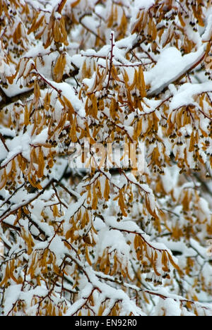 Die Zweige einer Linde Baum Samen unter dem Schnee. (Tilla) Stockfoto