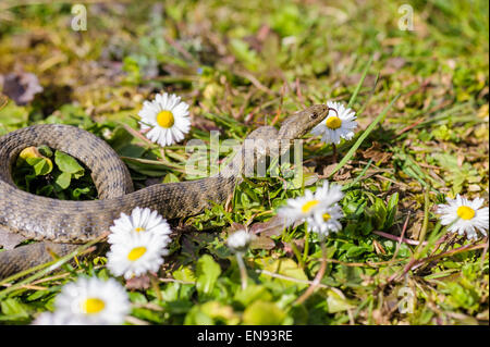 Viper ist auf der Wiese mit Gänseblümchen Stockfoto