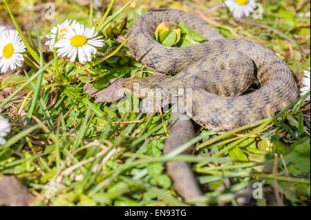 Viper ist auf der Wiese mit Gänseblümchen Stockfoto