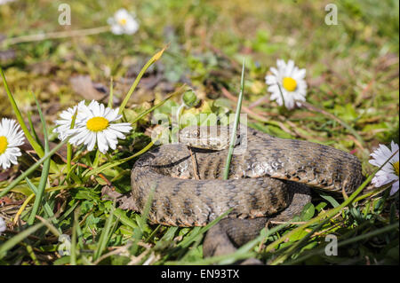 Viper ist auf der Wiese mit Gänseblümchen Stockfoto