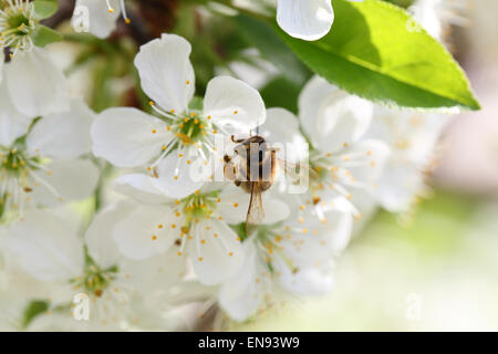 Biene sammelt Nektar auf eine Blume-Kirsche Stockfoto