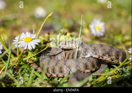 Viper ist auf der Wiese mit Gänseblümchen Stockfoto