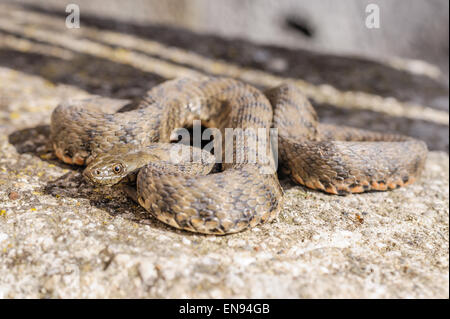 Die Schlange, Viper, die Sonne nehmen Stockfoto