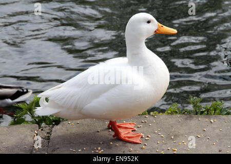 Schönen weißen Federbusch Aylesbury Ente stehend an einem Fluss in Bakewell Derbyshire Stockfoto
