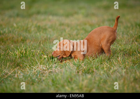 Ungarischer Kurzhaariger Vorstehhund, Welpen, 9 Wochen | Kurzhaariger Ungarischer Vorstehhund, Welpe, 9 Wochen Stockfoto