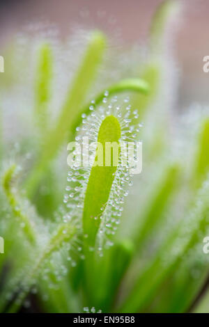 Drosera Capensis Albino. Kap-Sonnentau klebrigen Tentakeln auf Blättern Stockfoto