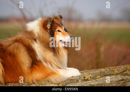 Rough Collie, Rüde, Zobel-weiß, 8 Jahre alt | Schottischer Schaeferhund, Ruede, Zobel-weiß, 8 Jahre Alt, alter Hund Stockfoto