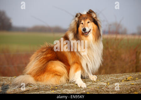 Rough Collie, Rüde, Zobel-weiß, 8 Jahre alt | Schottischer Schaeferhund, Ruede, Zobel-weiß, 8 Jahre Alt, alter Hund Stockfoto