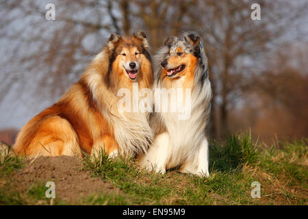 Rough Collie, Rüden, Blue-Merle und Zobel-weiß | Schottisch-Schaeferhunde, Rüden, Blue-Merle Und Zobel-weiß Stockfoto