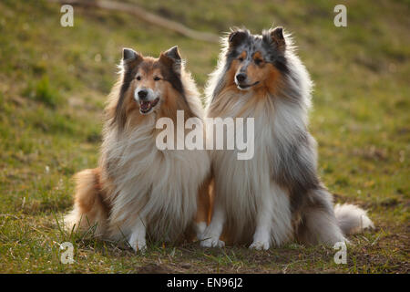 Rough Collie, Rüden, Blue-Merle und Zobel-weiß | Schottisch-Schaeferhunde, Rüden, Blue-Merle Und Zobel-weiß Stockfoto