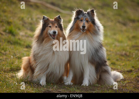 Rough Collie, Rüden, Blue-Merle und Zobel-weiß | Schottisch-Schaeferhunde, Rüden, Blue-Merle Und Zobel-weiß Stockfoto