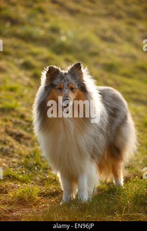 Rough Collie, Rüde, Blue-Merle, 4 Jahre | Schottischer Schaeferhund, Ruede, Blue-Merle, 4 Jahre Stockfoto